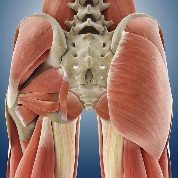 https://render.fineartamerica.com/images/rendered/medium/print/8/8/break/images-medium-5/buttock-muscles-springer-medizin.jpg
