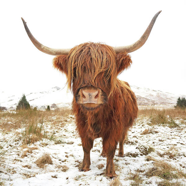 Highland Cow #3 Art Print