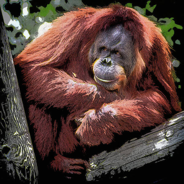 Orangutan Paintings (Page #2 of 8) | Fine Art America