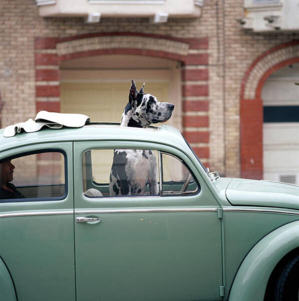 Wall Art - Photograph - Great Dane With Head Out Of Sunroof by Gk Hart/vikki Hart