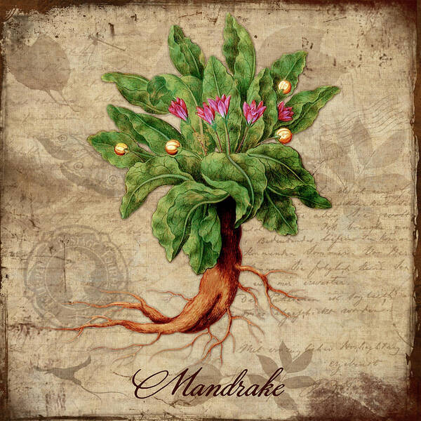 Clip Art Mandrake Root Gráfico por MARYCRAFTIRIA · Creative Fabrica