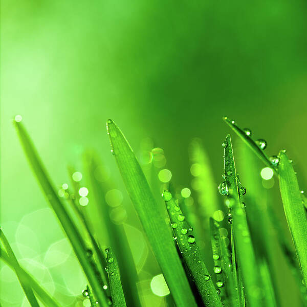 Blade Of Grass Art For Sale