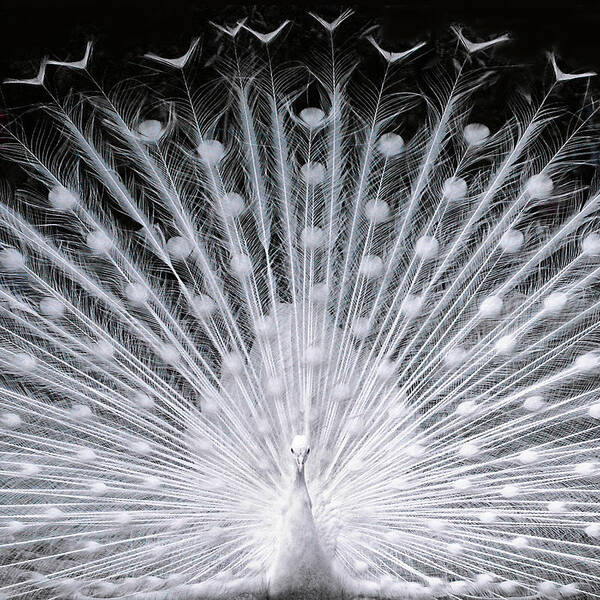 Peacock Feather Photos for Sale