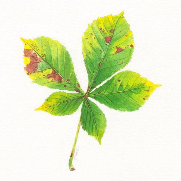  Painting - Horse Chestnut Leaf by Swati Singh