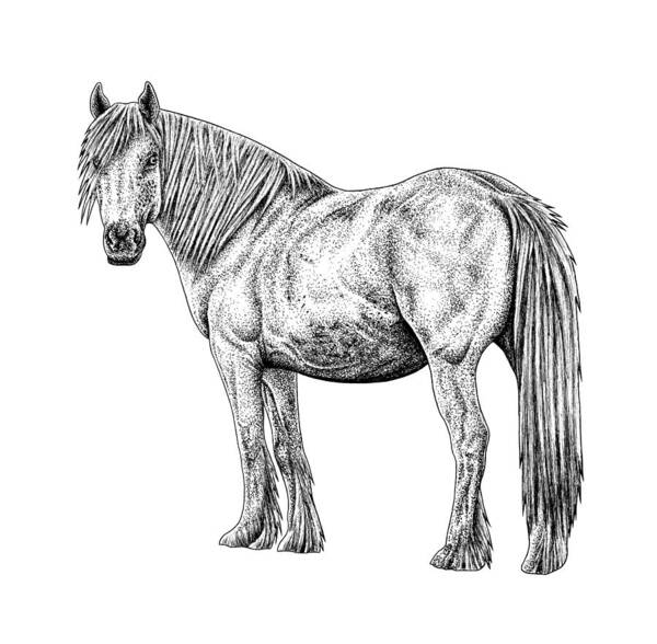 Equus Caballus Drawings | Fine Art America