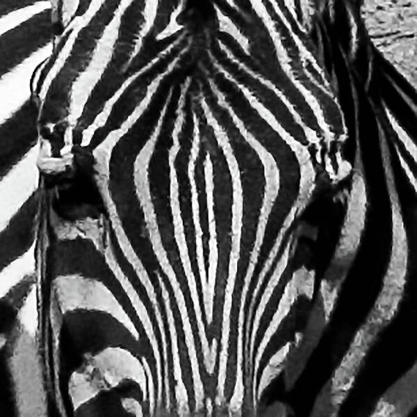  Photograph - Zebra Head in Philadelphia PA Zoo by Louis Dallara