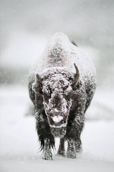 Image result for paintings of north american bison in the winter