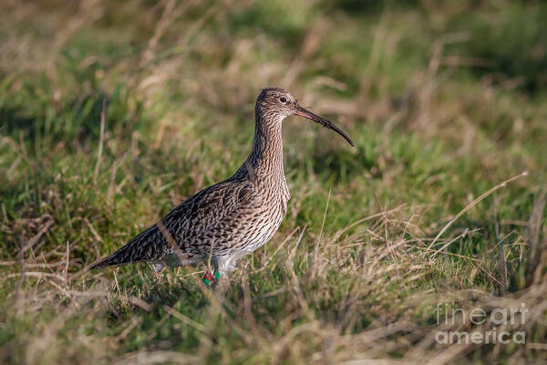 Bahadir Yeniceri - Curlew