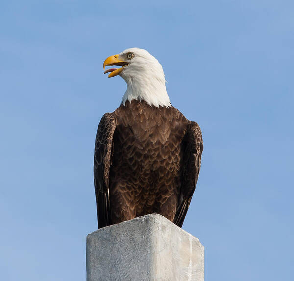 John M Bailey - Eagle Cry