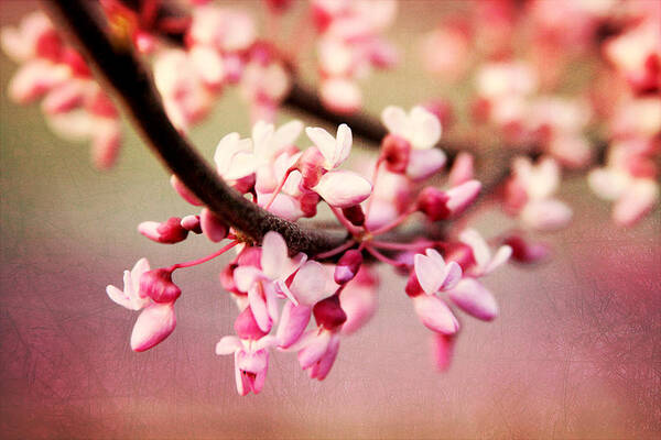 Trina  Ansel - Redbud Blossoms