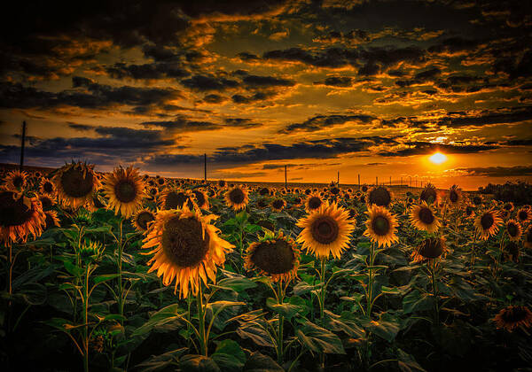 Dobromir Dobrinov - Sunflowers field