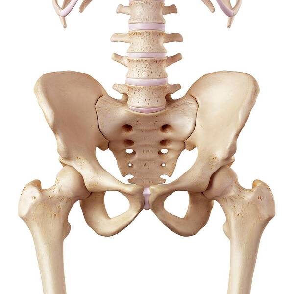 Human Hip Anatomy Photograph By Sebastian Kaulitzkiscience Photo Library