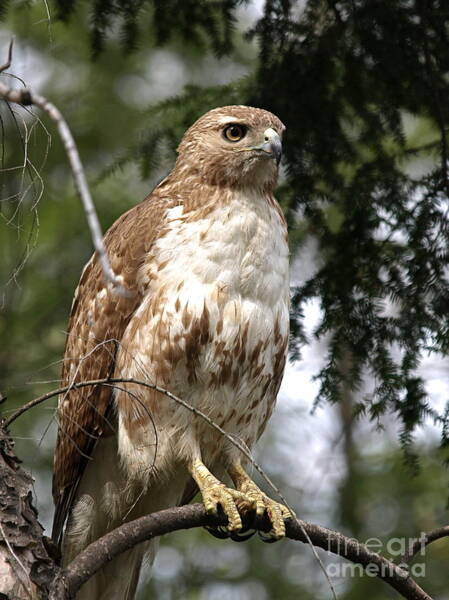 Peter Gray - Red Tail Hawk 2