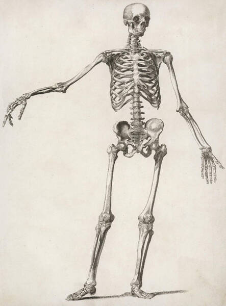 Human Skeleton Drawings Fine Art America