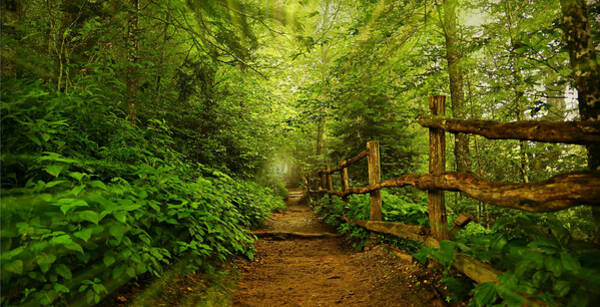 Stephen Stookey - Appalachian Trail at Newfound Gap