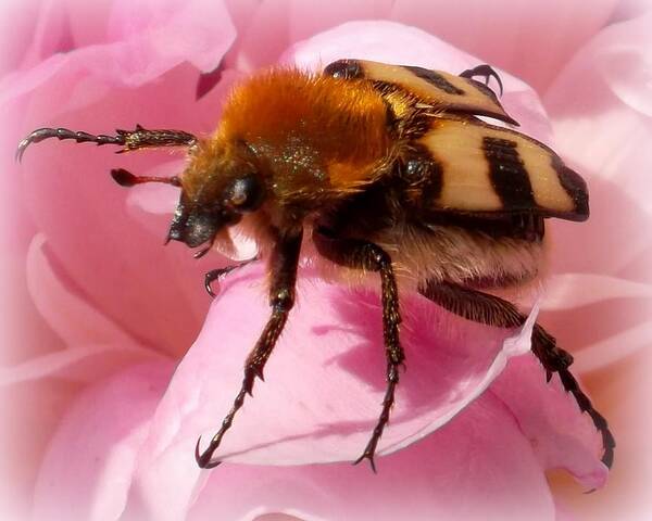 Angel One - Bee beetle on peony