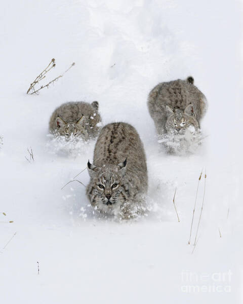 Wildlife Fine Art - Bobcat Trio