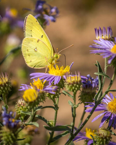 Ernest Echols - Clouded Sulphur Butterfly 4