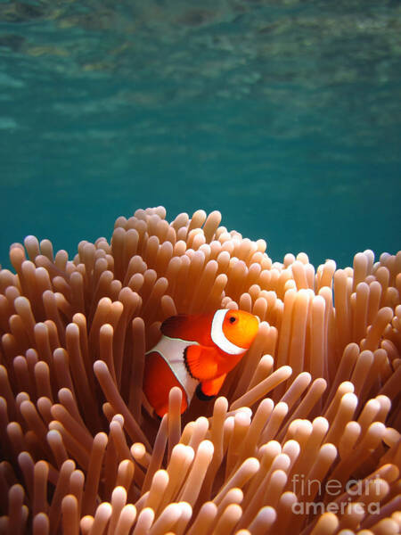 Fototrav Print - Clownfish in Coral garden