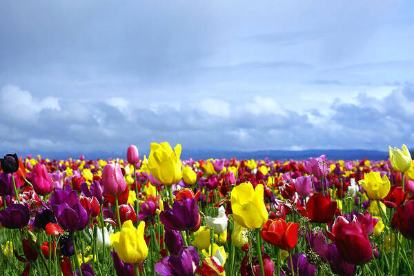 Debra Orlean - Colorful Tulip Field with Darkening Skies