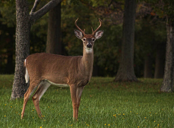 Tammy Espino - Deer in Headlight look