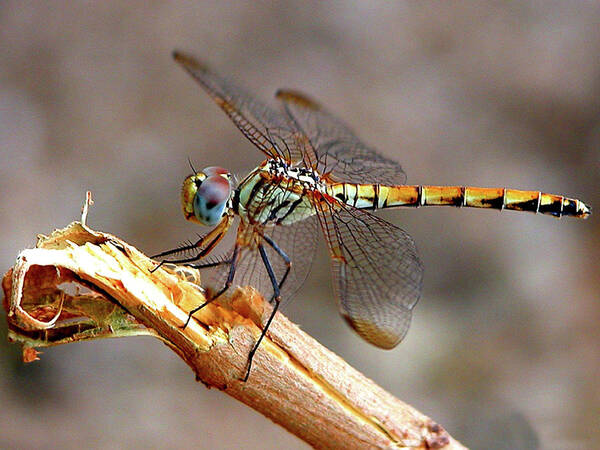 Graham Taylor - Dragonfly