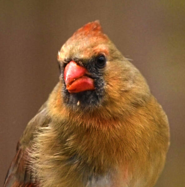 Sandi OReilly - Female Cardinal