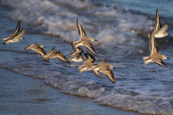 Allan Morrison - Fleeing Shorebirds