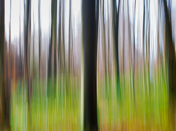 Thomas Joekel - Forest in motion