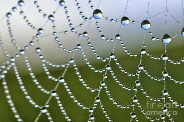 Thomas R Fletcher - Jewels on Spiderweb 