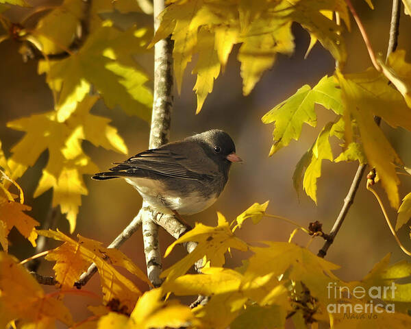 Nava Thompson - Junco in Morning Light