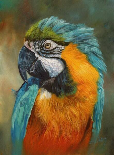David Stribbling - Macaw Parrot