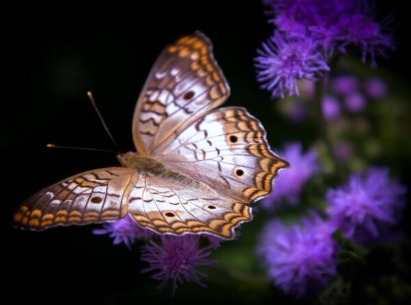 Karen Wiles - Magical Butterfly