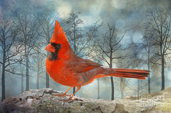 Debbie Portwood - Male Cardinal II with winter trees