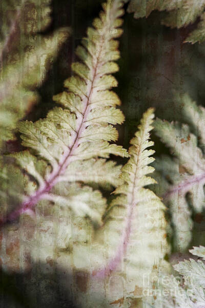 Lee Craig - Painted Fern II