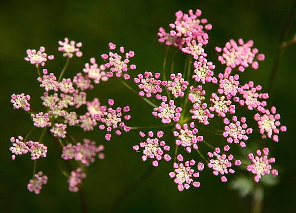 Vala O - Pink flowers