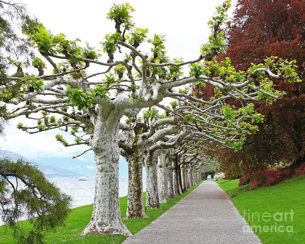 John Keates - Pollarded Plane trees