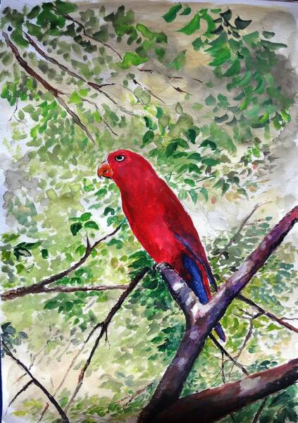 Jason Sentuf - Red Parrot of Papua