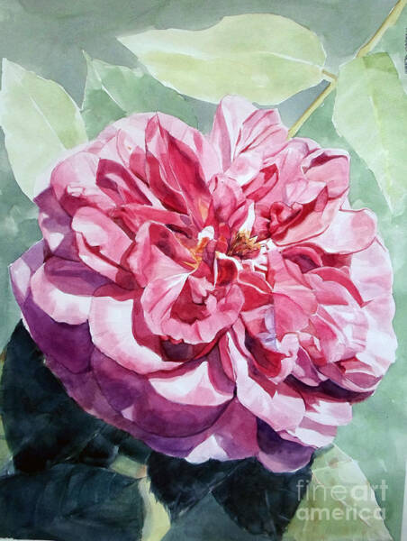 Greta Corens - Watercolor of a Pink Rose in Full Bloom Dedicated to Van Gogh