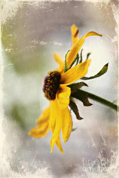 Sylvia Cook - Rudbeckia