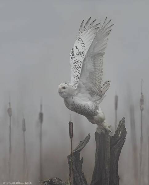 Daniel Behm - Snowy Owl Blastoff