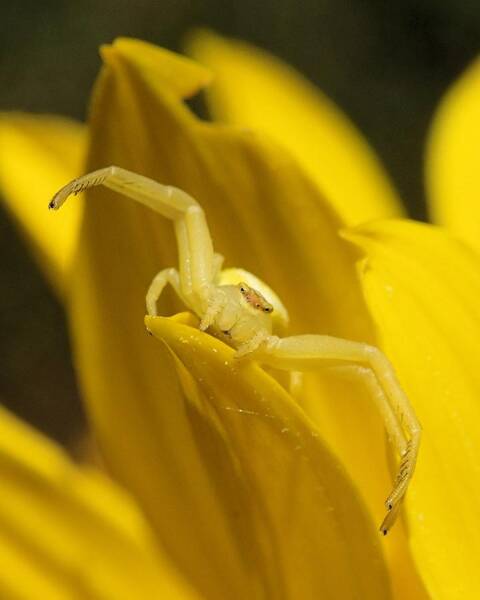 Doris Potter - Spider on Sunflower