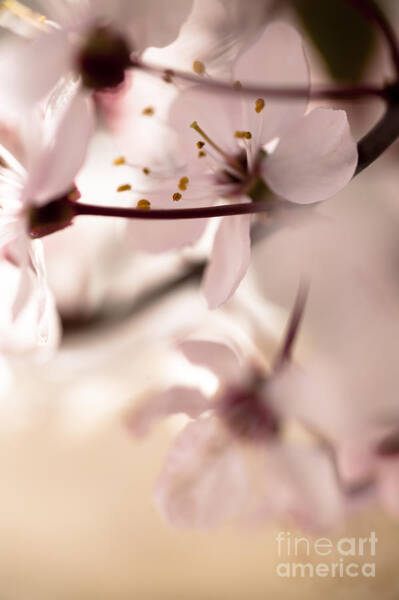 Jan Bickerton - Springtime Blossom