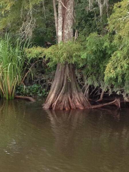 Ione Hedges - Swamp Beauty