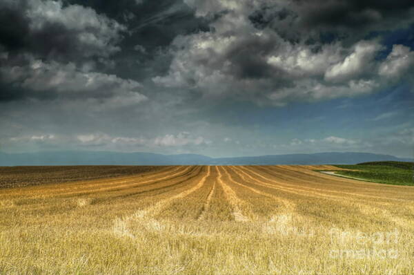 Michelle Meenawong - The Field