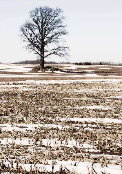 Tracy Winter - The lone tree