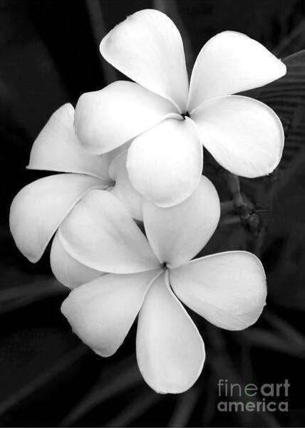 Sabrina L Ryan - Three Plumeria Flowers in Black and White