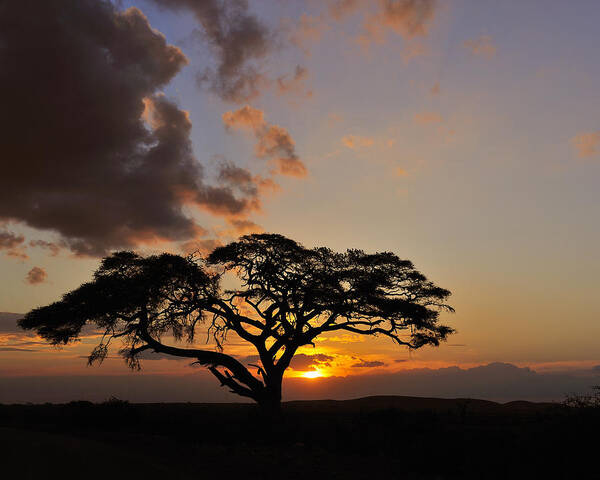 Tony Beck - Tsavo Sunset