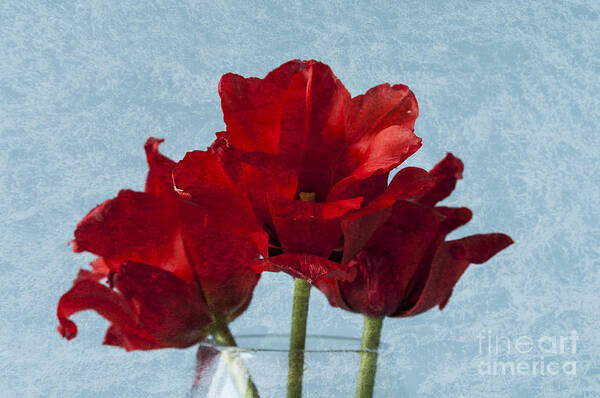 Steve Purnell - Tulips 1