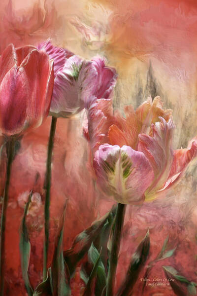 Carol Cavalaris - Tulips - Colors Of Love